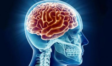 کشف مولکولهای ضد التهابی که در مغز پیر میشوند