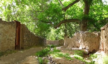 حیات شیراز در بقای ریه‌های قصرالدشت