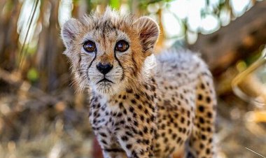 آخرین وضعیت یوز ایرانی