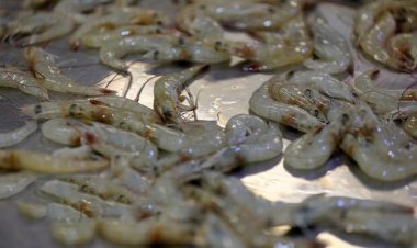 روزهای پایانی برداشت میگو در بوشهر