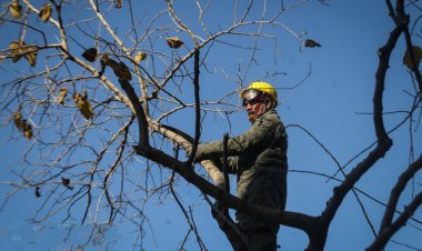 هرس درختان در بوشهر حاشیه‌ساز شد