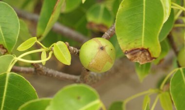 خطرناکترین درختی که همه چیزش مرگآور است