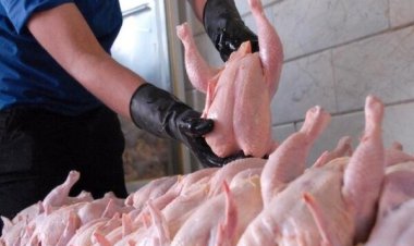 پیش بینی کاهش قیمت مرغ طی هفته های آینده