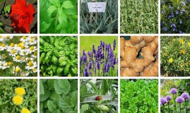 استان فارس می تواند مرکز گیاهان دارویی کشور باشد