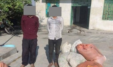 عاملان قطع بلوط‌های زاگرس در کازرون دستگیر شدند    
