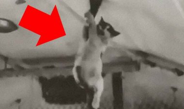 ببینید | آزمایش ارتش آمریکا روی گربه‌ها در سال 1947 در شرایط بی‌وزنی!