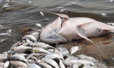 ببینید | مرگ وحشتناک هزاران ماهی در دریاچه کواری آمازون