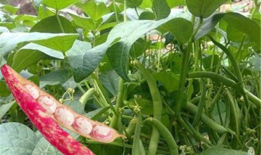 آیا لوبیا می‌تواند جهان را نجات دهد؟!