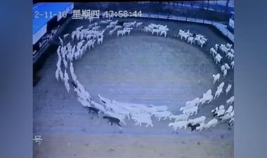 این گوسفندها ۱۲ روزاست دور هم می‌چرخند!