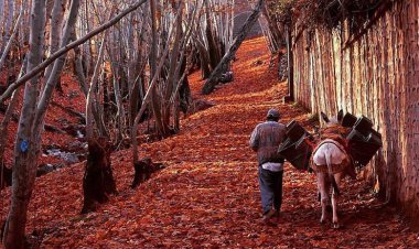 ۶ مقصد گردشگری پاییزه در اطراف شیراز