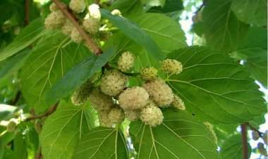 مردم بندرعباس برای خوردن توت به قبرستان بروند!