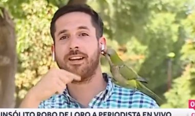 سرقت از گزارشگر تلویزیون شیلی توسط یک طوطی روی آنتن زنده!