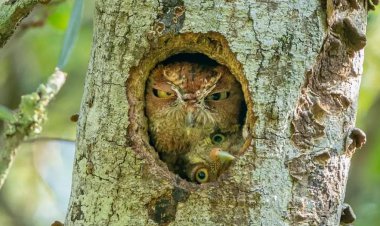 عکس جالب فینالیست‌ جوایز عکاسی حیات وحش