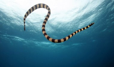 خطرناک‌ترین مارهای دنیا در کدام شهر ایران هستند؟