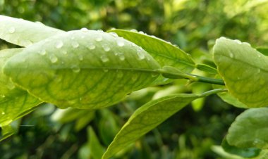 آسمان بوشهر در پایان هفته بارانی می‌شود