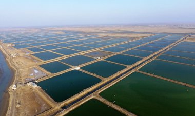 اولویت واگذاری مزارع پرورش میگو با بومیان است