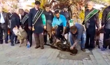 شیرازی‌ها برای موفقیت تیم ملی فوتبال ۱۱ گوسفند قربانی کردند