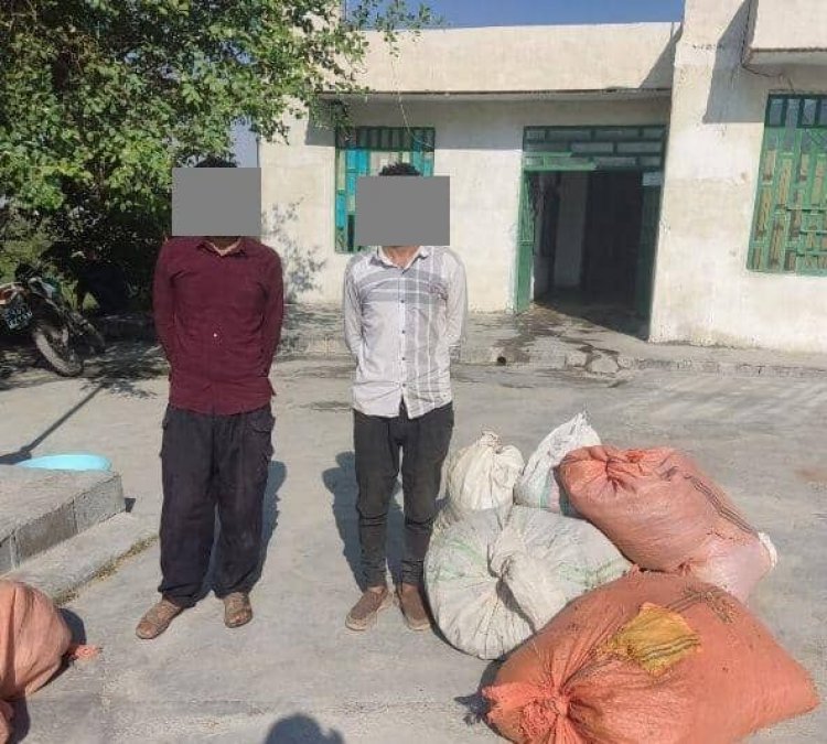 عاملان قطع بلوط‌های زاگرس در کازرون دستگیر شدند    