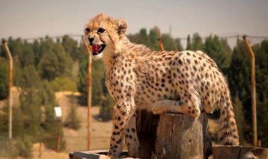 فیلم| جدیدترین تصویر از پیروز