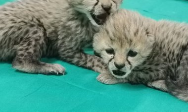 فیلم| نخستین تصاویر از توله‌ یوزهای پاییزی پارک ملی توران