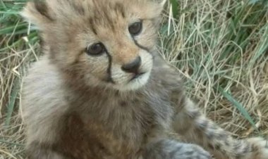 ببینید | لحظه پیدا شدن توله‌یوزهای توران توسط دامدار سمنانی   