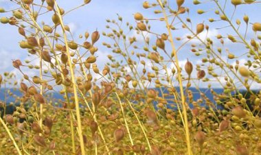 «کاملینا»، قاتق نان کشاورزان فارس می شود؟!