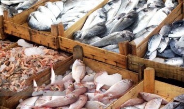 ارزآوری ۷۶ میلیون و ۵۰۰ هزار دلاری صادرات آبزیان هرمزگان