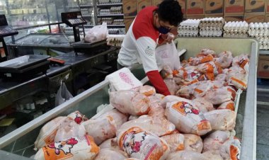 صادرات مرغ آزاد شد