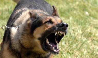 ببینید | حمله خطرناک سگ ولگرد به کودک در نصیرشهر