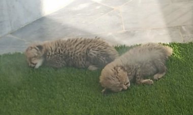 ببینید | آغاز رژیم گوشتخواری دوقلوهای توران