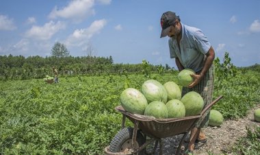 ۱۸۰ هزار تن هندوانه برای  یلدا