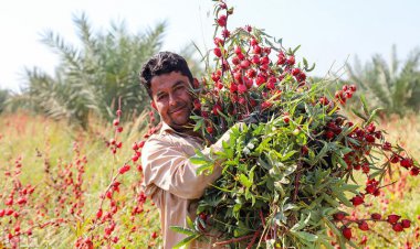 رونق گردشگری با کشت چای ترش در کارون