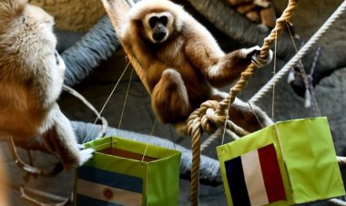 شامپانزه پیشگو، علیه مسی و آرژانتین (عکس)