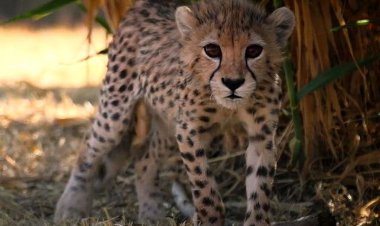 ببینید | شیطنت‌های پیروز در ۸ ماهگی