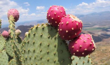 کاشت ۵۰۰۰ هکتار "آپونتیا" در فارس