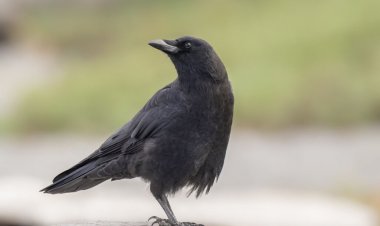 ۹حقیقت عجیب در مورد کلاغ‌ها