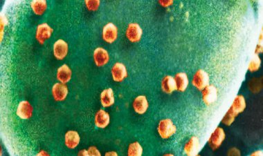 کشف اولین موجود ویروسخوار جهان