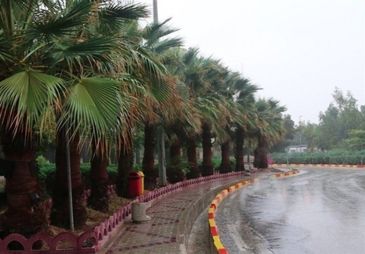 بارش‌های پاییزه استان بوشهر پنج برابر شد