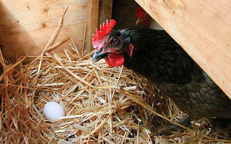 چه شده که تخم مرغ بال درآورد و قیمت مرغ نزولی شد؟!