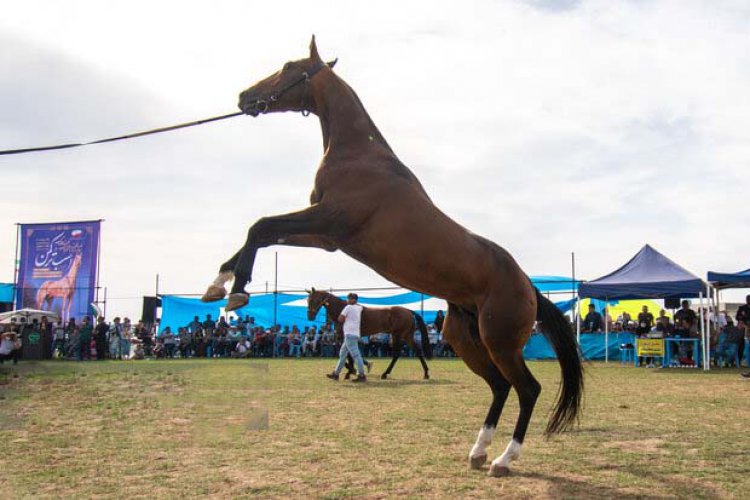 قدرت نمایی  اسب های اصیل عرب در شوشتر