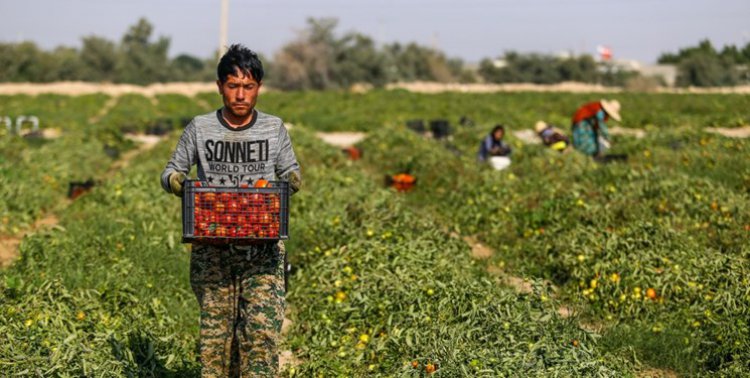 تگرگ به ۵۰ درصد مزارع گوجه‌فرنگی «دیر» خسارت زد
