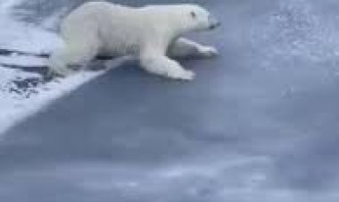 فیلم| کمک گرفتن خرس قطبی از قوانین فیزیک برای عبور از یخ نازک