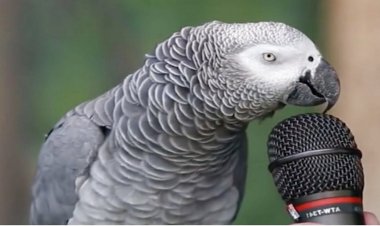 ببینید | نوازندگی هنرمندانه یک طوطی برای سگ    