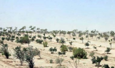 سرانه فضای سبز بندرعباس فاصله معناداری با استانداردها دارد