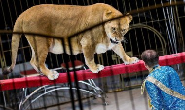 ببینید| لحظه هولناک حمله یک ببر به مربی‌اش در نمایش سیرک