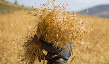 کشاورزان خرمشهری برای کشت قراردادی  اقدام کنند