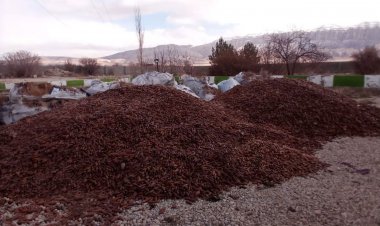 کشف پنج تُن بذر بلوط قاچاق در ارژن فارس زمینه ساز احیای جنگل های زاگرس