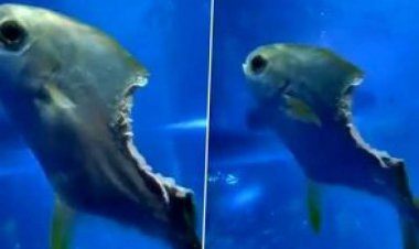 زندگی یک ماهی نصف شده در اعماق دریا!