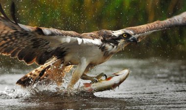 ببینید | شکار ماهی توسط عقاب از نمای زیر آب
