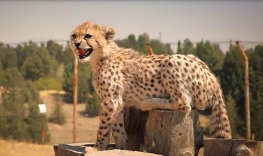 ببینید| فیلم جدید منتشر شده از خوابیدن پیروز در هوای زمستانی